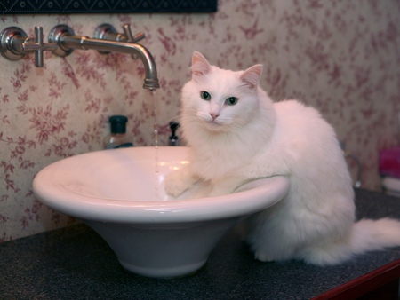 White kitten - mammal, cat, water, sink, animal, feline, kitten