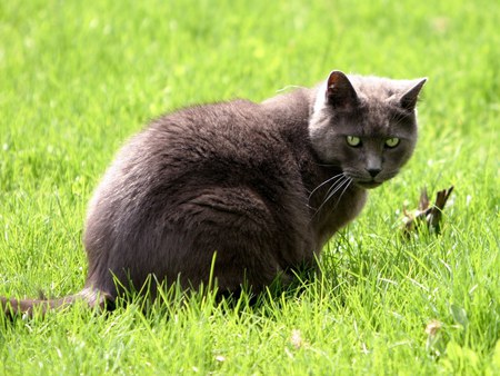 I love grass!! - mammal, cat, animal, feline, grass, kitten