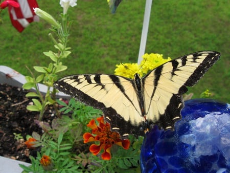 In Flight - beauty, yellow, graceful, fly