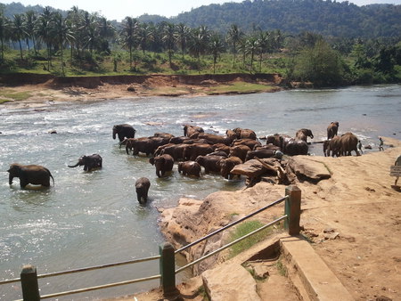 Elephant river - elephants, river, sri lanka, holiday