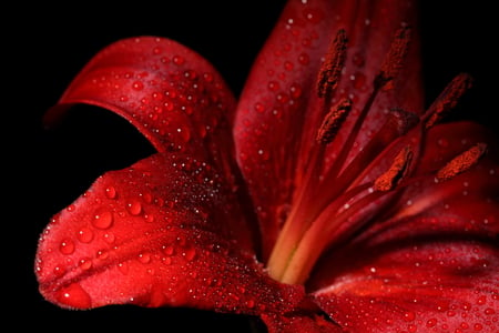 Lily - nice, photography, wet, black, lily, cool, red, beautiful, photo, drops, elegantly, harmony, flower