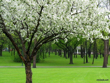 spring orchard - blossoms, spring, orchard, nature