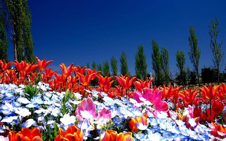 spring flowers - flowers, spring, colourful, nature