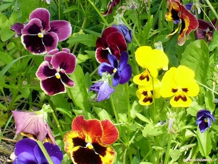 pansies - flowers, colourful, spring, pansies