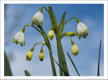 spring flowers - flowers, white, blue, snowdrops, spring, sky