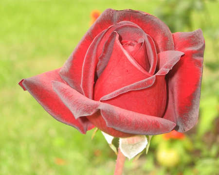 red rose - nature, red, beautiful, rose, flower