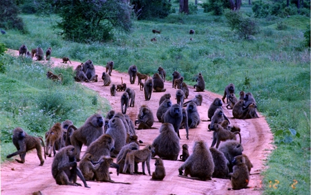 Baboons on the road - nature, road, grass, ape, monkey