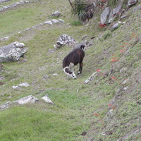 A goat or sheep