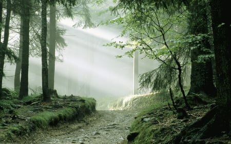 well lit forest - bright, nature, trees, forest, light, sun, green, sunrays