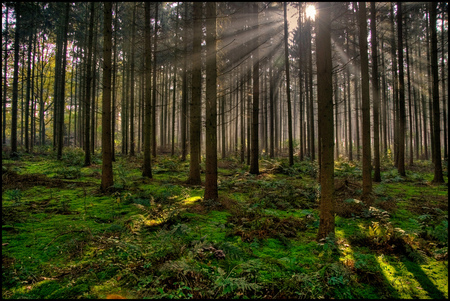 a light in the forest - forest, beauty, light, trees, nature, sun, green