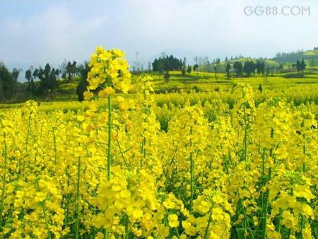 yellow flowers - nature, sky, trees, yellow, landscape, flowers