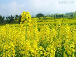 yellow flowers