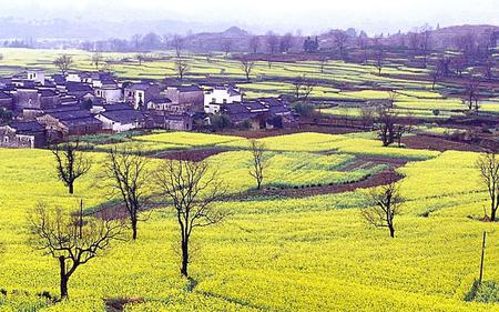 yellow colors flowers - nature, trees, yellow, landscape, flowers, colors