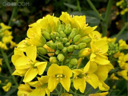 closeup yellow - nature, closeup, flowers, yellow