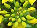 shoot yellow flowers