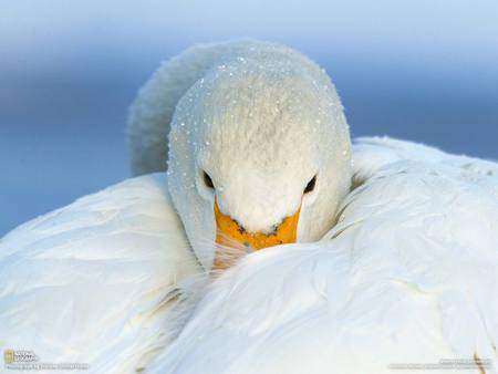 Whooper swan - white, swan, animals, birds