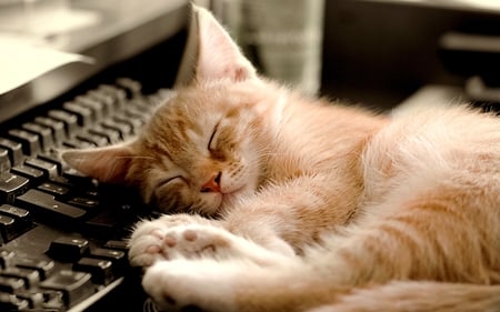 PURRFECT  CAT NAP - relax, keyboard, sleep, photography, cat