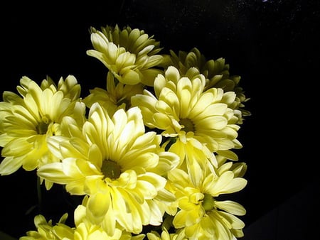 Sunshine flowers - yellow, sunlight, flowers, daisies, black background