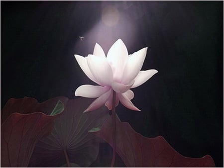 Moon lit - white, abstract, lily, leaves, moonlight