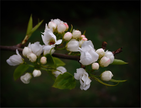 beauty - white, beauty, blossoms, branch, cherry