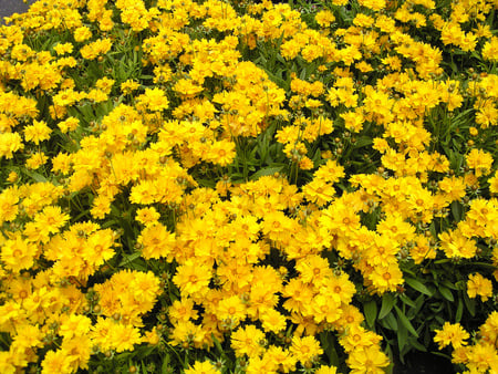 yellow carpet - carpet, wild flowers, yellow, beautiful, field