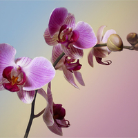 orchids for my friend katrinna