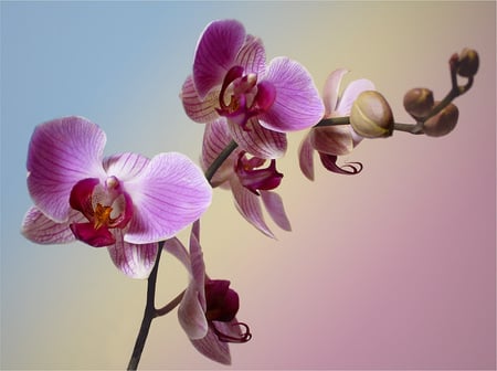 orchids for my friend katrinna - orchids, still life, purple, beautiful