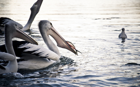 Feeding Time - birds, water, fish, pelicans