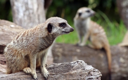 Meerkat Watch - watch, cute, rodent, meerkats