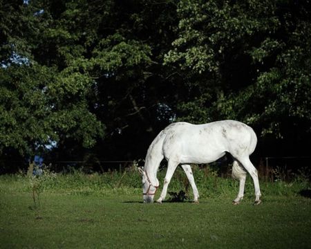 horse on a field - horses, horse, i love horses