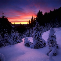 purple,snow,winter,night