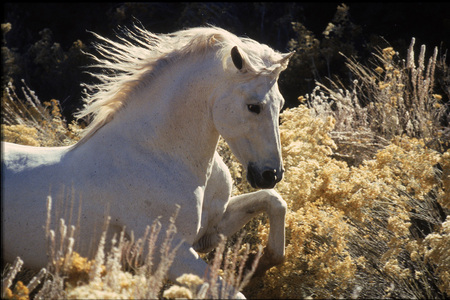 white - horses, horse, i love horses