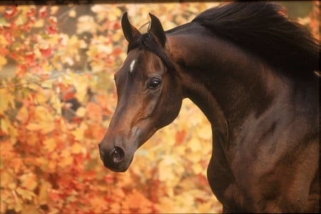 arabian - horses, horse, i love horses