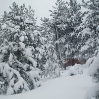 snow,winter,white,forest,