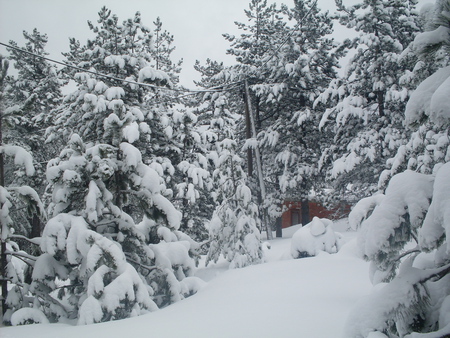 snow,winter,white,forest,