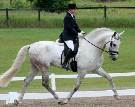 dressage horse - horses, horse, i love horses