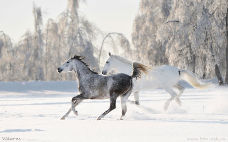 snow horses