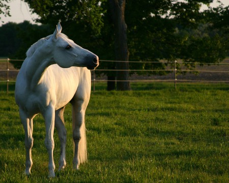 come play with me - horses, horse, i love horses