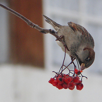 berries for bird