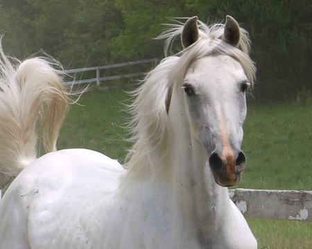 white arabian - i love horses, horse, horses