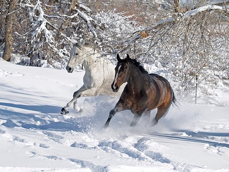 run with me - i love horses, horse, horses