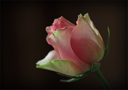 rose for my friend wendy85 - rose, still life, pink green, beautiful