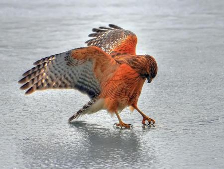 thirst - bird, nature, thirst, beak, claw