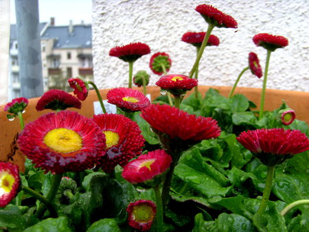 daisies - daisies, flowers, nature, red