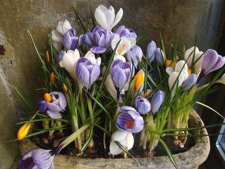 crocus - nature, crocus, flowers, spring