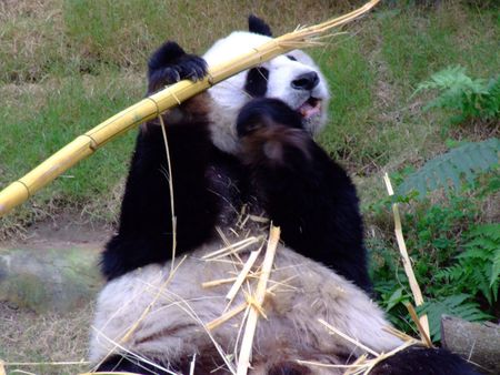 panda for leo19 - nature, china, bear, eating, panda, black and white, hunger