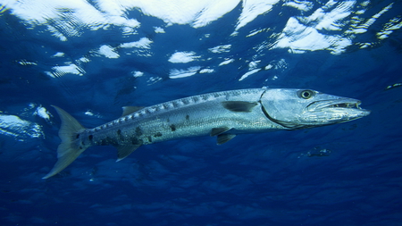 Ooooo Barracuda! - water, fish, barracuda, ocean, swimming