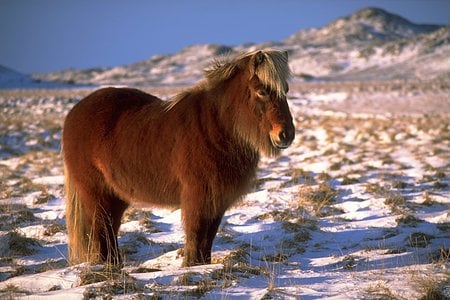 Iceland Pony - pony, winter, fuzzy, brown, iceland, horse