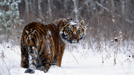 Snowy Tiger - black, white, winter, cold, snow, orange, tiger, cat