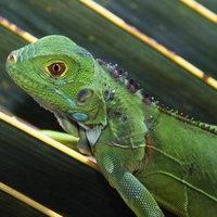 Green-Iguana